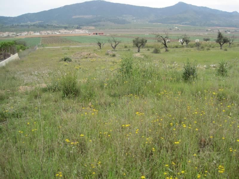 Terreno rural